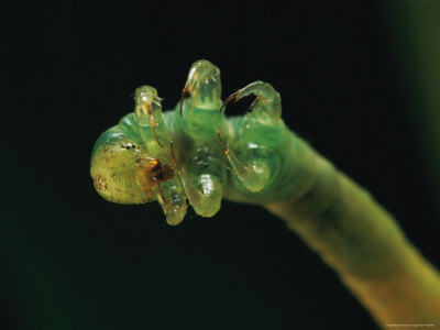 murawski-darlyne-a-close-view-of-the-six-legs-of-a-eupithecia-orichloris-caterpillar